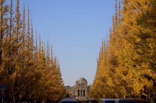 神宮外苑銀杏並木